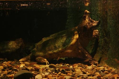 Alligator Snapping Turtle