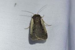 Ochropleura
