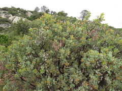 Arctostaphylos viscida mariposa