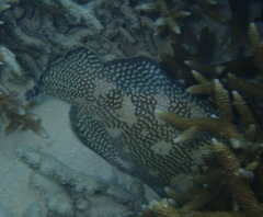 Epinephelus ongus