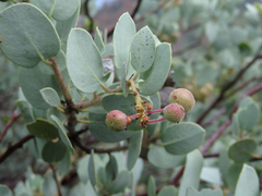 Arctostaphylos viscida mariposa