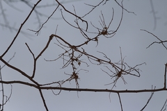 Podosphaera phytoptophila