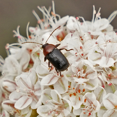 Cryptocephalus sanguinicollis