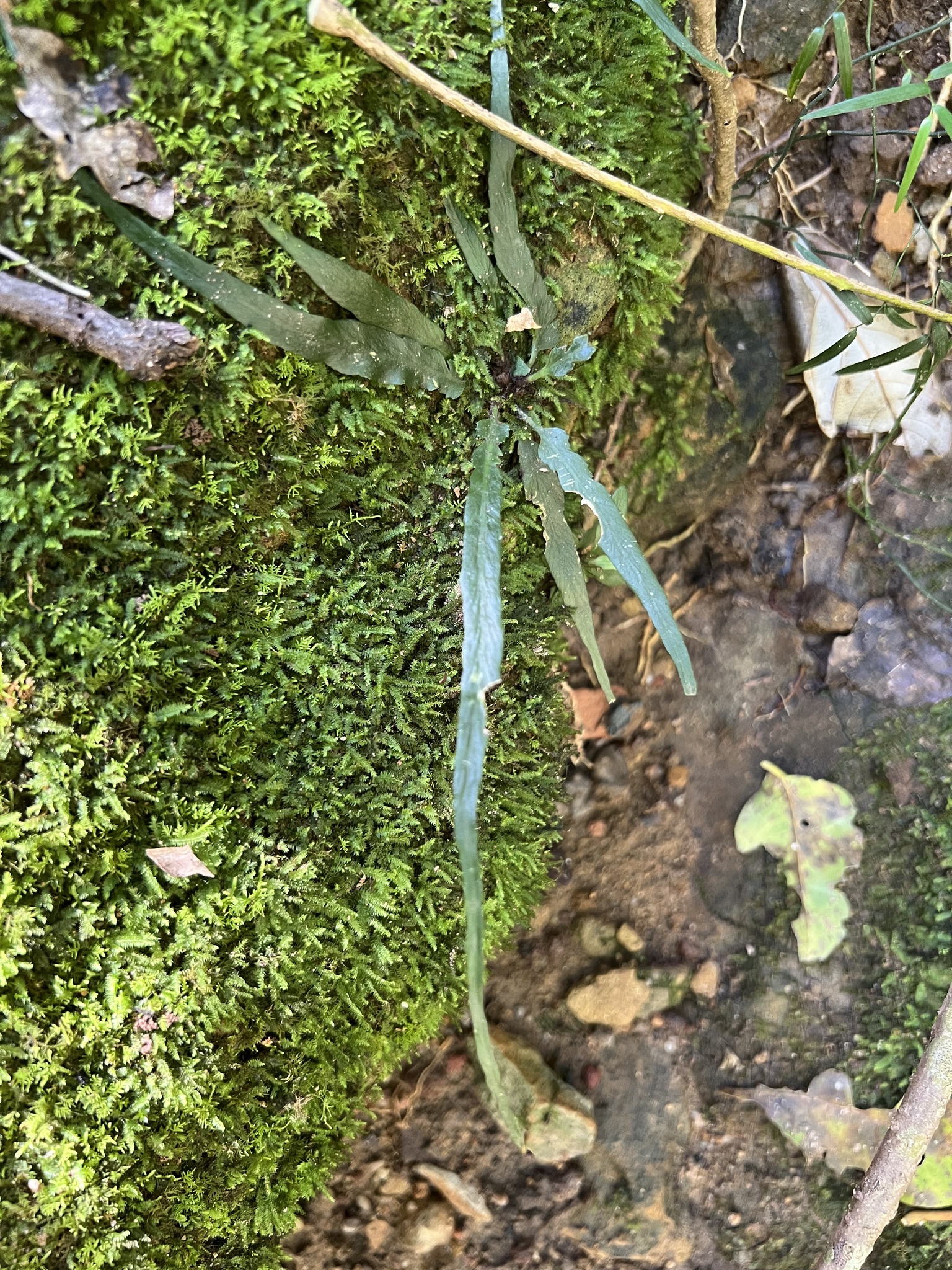 Asplenium attenuatum