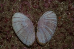 Tellinoidea