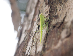 Tropidomantis gressitti