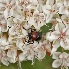 Cryptocephalus sanguinicollis