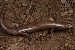 Ateuchosaurus chinensis