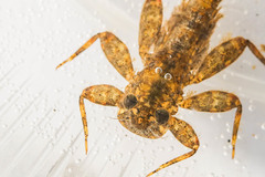 Maccaffertium modestum