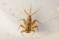 Maccaffertium modestum