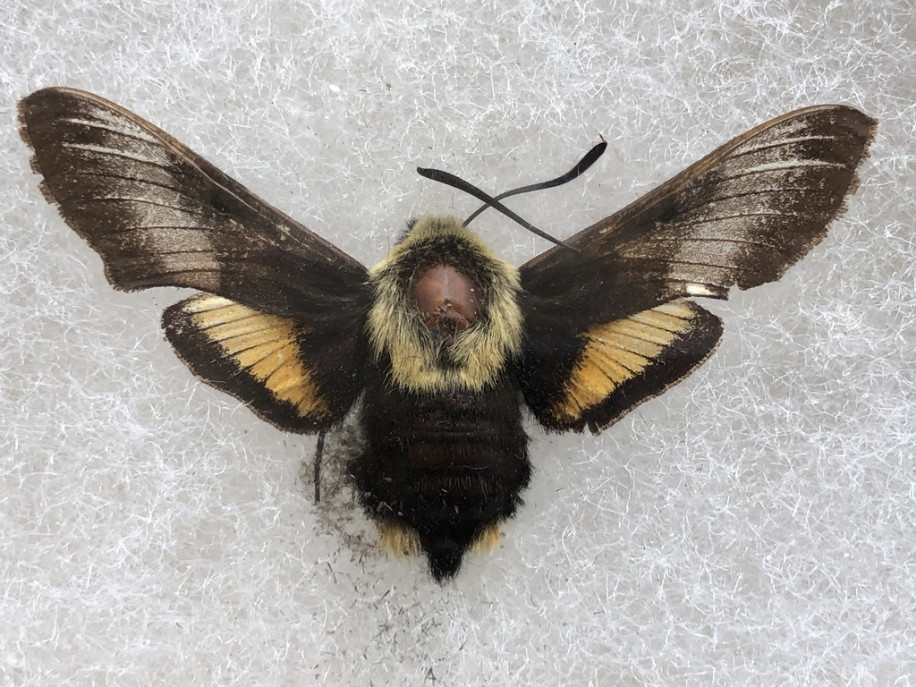 Yellow-banded Day Sphinx