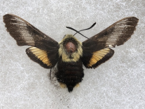 Yellow-banded Day Sphinx