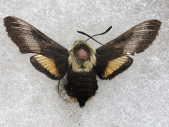 Proserpinus flavofasciata