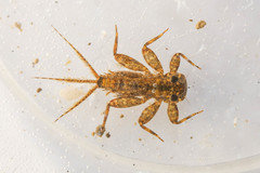 Maccaffertium modestum