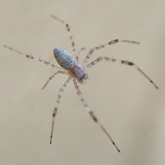 Nephilingis cruentata
