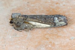 Phalera torpida