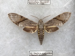 Manduca lefeburii
