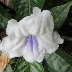 Ruellia tubiflora