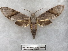 Manduca lefeburii