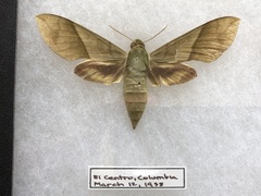 Xylophanes tyndarus