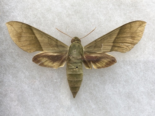 Xylophanes tyndarus