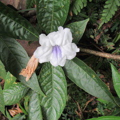 Ruellia tubiflora