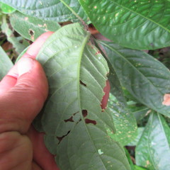Ruellia tubiflora