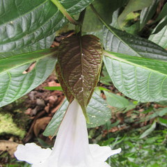 Ruellia tubiflora