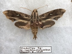 Hemeroplanes triptolemus