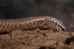 Ateuchosaurus chinensis