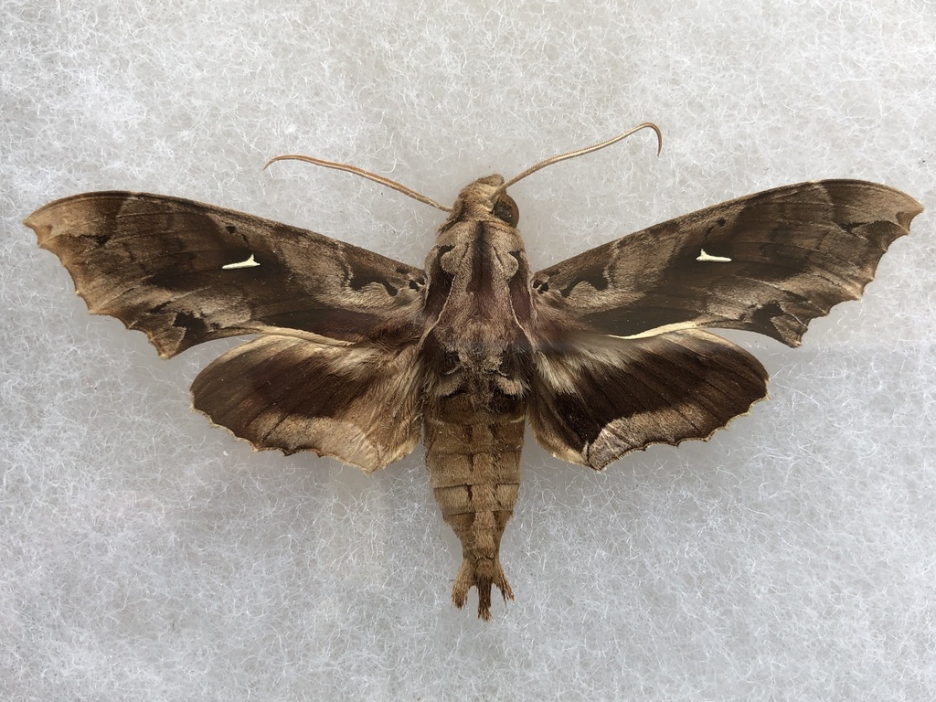 Hemeroplanes triptolemus