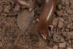 Ateuchosaurus chinensis