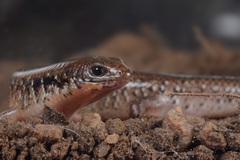 Ateuchosaurus chinensis