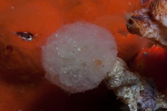 Mushroom Ascidian