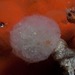 Mushroom Ascidian - Photo (c) Georgina Jones, some rights reserved (CC BY-SA), uploaded by Georgina Jones