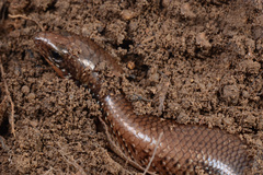 Ateuchosaurus chinensis