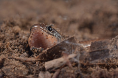 Ateuchosaurus chinensis