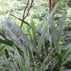 Cyclanthus bipartitus