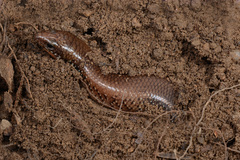 Ateuchosaurus chinensis