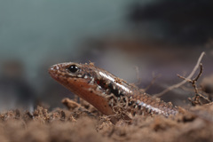 Ateuchosaurus chinensis