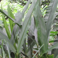 Cyclanthus bipartitus