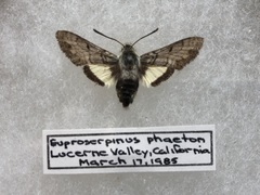 Euproserpinus phaeton