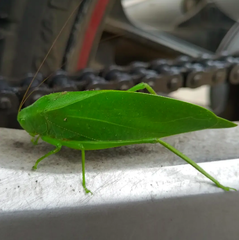 Microcentrum marginatum