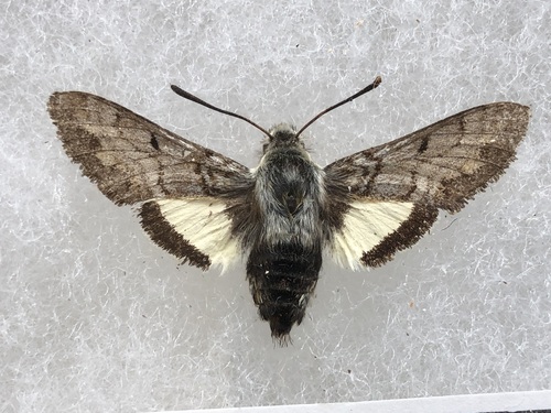Phaeton Primrose Sphinx photo 2