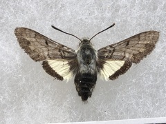 Euproserpinus phaeton