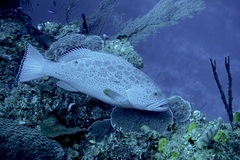 Mycteroperca venenosa