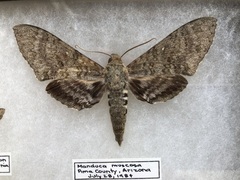 Manduca muscosa
