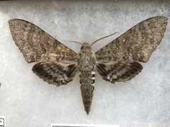 Manduca muscosa