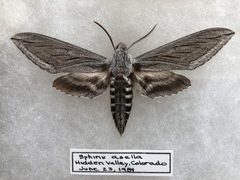 Sphinx asellus