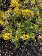 Sedum praealtum